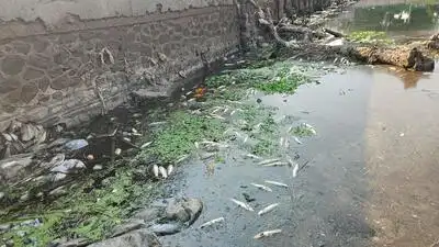 Dead fish spotted in Indrayani river at Alandi