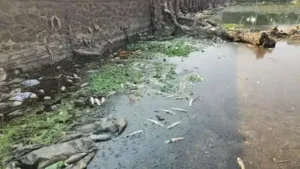 Dead fish spotted in Indrayani river at Alandi