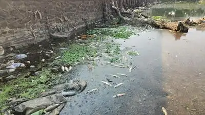 Dead fish spotted in Indrayani river at Alandi