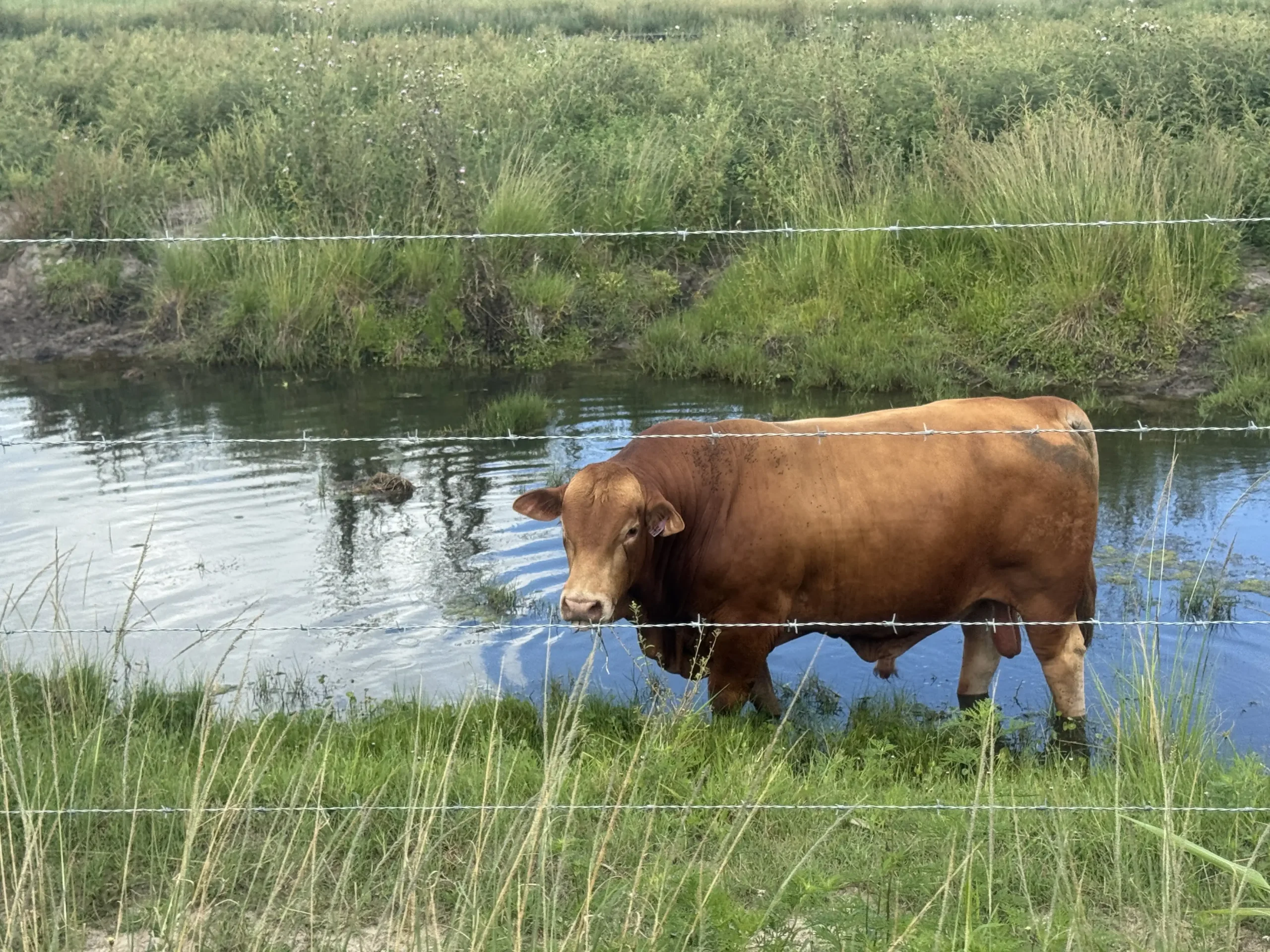(Photo: WPEC) “The ranch was started in 1937 by my grandfather,” Mike Adams told CBS 12 News