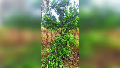 Orange Country Dying? Trees Axed In 5,000ha, Orchards Wilt: The wider industry impact