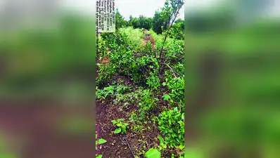 Orange Country Dying? Trees Axed In 5,000ha, Orchards Wilt: The wider industry impact