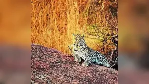 Following the death of a two-year-old boy in a leopard attack at Nhalewadi village in Satara