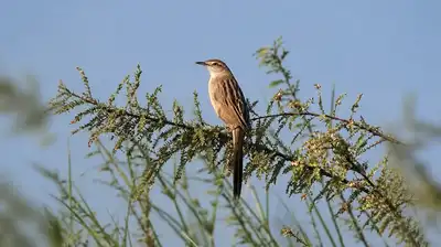 Rare Sightings Put Chaprala In Gadchiroli On Biodiversity Map