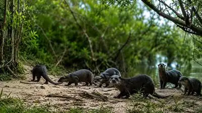 Rare Sightings Put Chaprala In Gadchiroli On Biodiversity Map