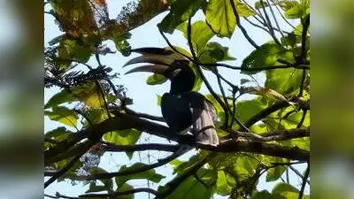 Rare Sightings Put Chaprala In Gadchiroli On Biodiversity Map