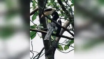 Rare Sightings Put Chaprala In Gadchiroli On Biodiversity Map