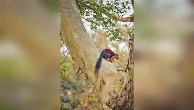 Rare Sightings Put Chaprala In Gadchiroli On Biodiversity Map
