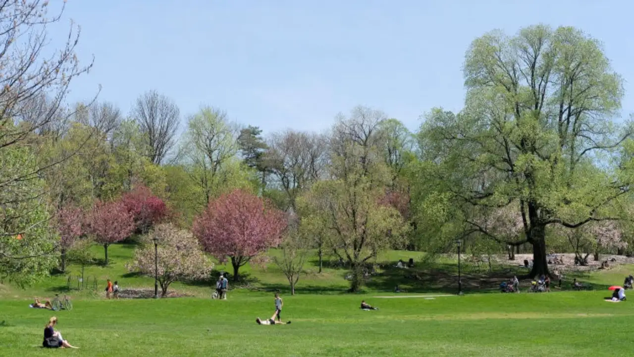 A Brooklyn elm grown from a rare Scottish mutation has weeping: The wider industry impact