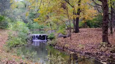 A Brooklyn elm grown from a rare Scottish mutation has weeping: The wider industry impact