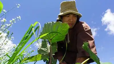 Jason Scott Lee transformed 25 acres of damaged Hawaiian land into a self-sufficient retreat