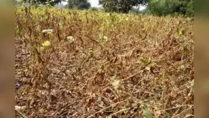 Nashik : Crop damage assessments have been completed across 10: The wider industry impact
