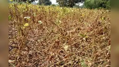 Nashik : Crop damage assessments have been completed across 10: The wider industry impact