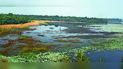 WARNINGS PILED UP, SEWAGE STILL FLOWS On June 23, the Nagpur bench of Bombay HC directed NMC