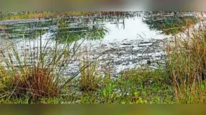 WARNINGS PILED UP, SEWAGE STILL FLOWS On June 23, the Nagpur bench of Bombay HC directed NMC