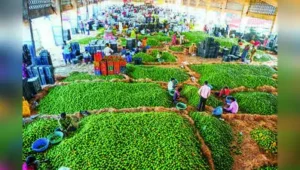 Drought declared, Maha traders put APMC cess agitation on hold: The wider industry impact
