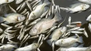 A manure-lagoon overflow at a Maryland dairy farm killed nearly 11,000 fish across 25 species