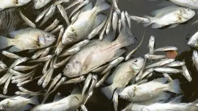 A manure-lagoon overflow at a Maryland dairy farm killed nearly 11,000 fish across 25 species