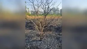 Over 60 neem and banyan trees were damaged in the fire at Anandvan 2 on Monday afternoon