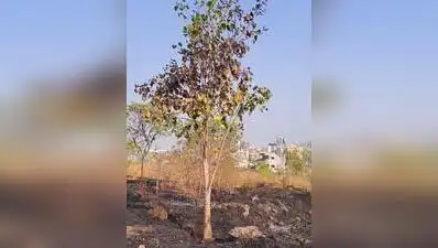 Over 60 neem and banyan trees were damaged in the fire at Anandvan 2 on Monday afternoon