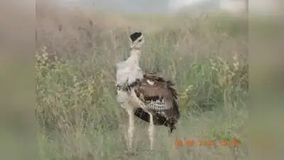 Gujarat’s efforts to revive the critically endangered species, which: The wider industry impact