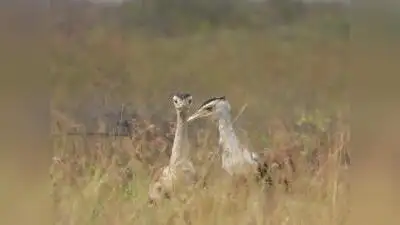Gujarat’s efforts to revive the critically endangered species, which: The wider industry impact