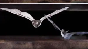 Several cave-roosting bat species use abandoned mines, particularly in the western United States