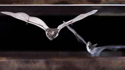 Several cave-roosting bat species use abandoned mines, particularly in the western United States