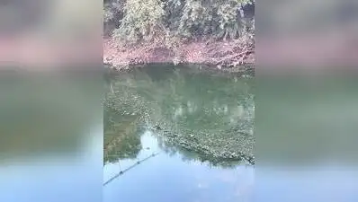 Polluted Mula water near Hinjewadi IT Park: The wider industry impact