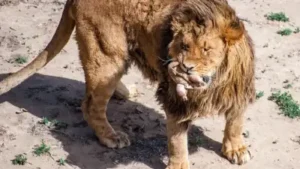 Pat Craig began rescuing captive wild animals in Colorado: The wider industry impact