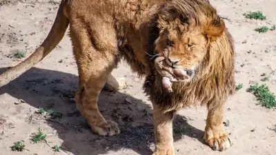Pat Craig began rescuing captive wild animals in Colorado: The wider industry impact