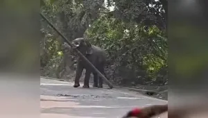 Panic gripped Panchvati Ramlila ground in the Ramnagar area on Sunday after an elephant brought