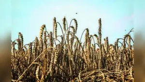 Wheat cultivation, which requires comparatively more irrigation: The wider industry impact