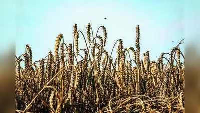 Wheat cultivation, which requires comparatively more irrigation: The wider industry impact