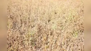 Nanded & Latur collectors ban movement of green, dry fodder outside: The wider industry impact
