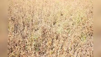 Nanded & Latur collectors ban movement of green, dry fodder outside: The wider industry impact