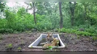 Gujarat’s tiger revival efforts received a boost in Dec 2025 after confirmed sightings