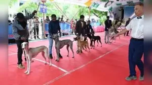 Little handlers, major paws