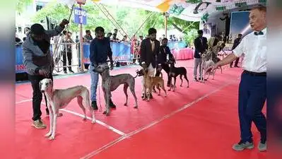 Little handlers, major paws