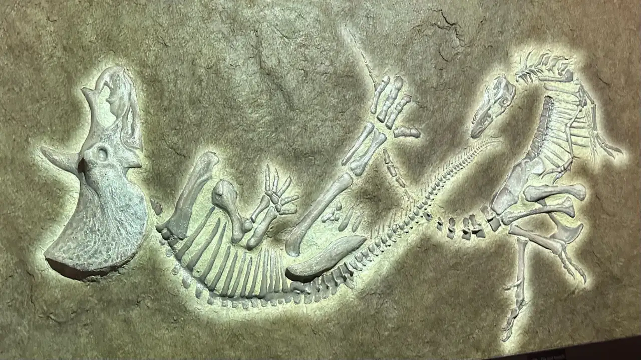In 2005, Montana ranchers bought land unaware fossils lay beneath it; a nearly complete T. rex