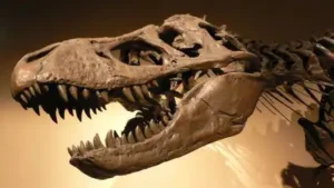In 2005, Montana ranchers bought land unaware fossils lay beneath it; a nearly complete T. rex