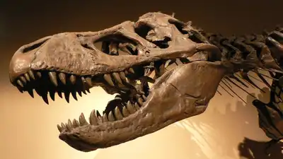 In 2005, Montana ranchers bought land unaware fossils lay beneath it; a nearly complete T. rex