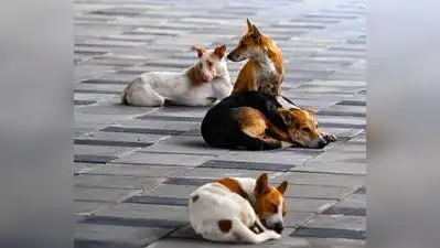 13 Gujarat dists have no ABC centres — Stray dog PIL