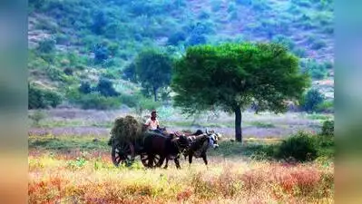 Pune: For farmers in drought-hit Marathwada, failure of the kharif: The wider industry impact