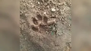 Chandrapur : A 60-year-old farmer fought off a tiger with a sickle: The wider industry impact