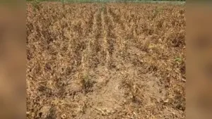 Director of quality and inputs Sunil Borkar said seed firms had: The wider industry impact