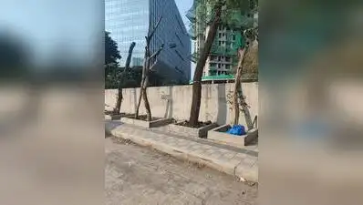 Botched transplantation by PMC along Koregaon Park Annexe road leads to death of several trees