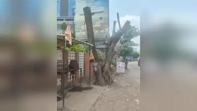 Botched transplantation by PMC along Koregaon Park Annexe road leads to death of several trees