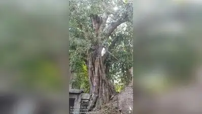 I went through the PMC tree-felling docket for Kasba Peth and found several irregularities