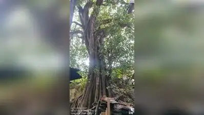I went through the PMC tree-felling docket for Kasba Peth and found several irregularities